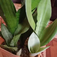 سانسوریا مهتابی