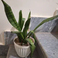 گل قاشقی وسانسوریا|گل و گیاه طبیعی|قزوین, |دیوار