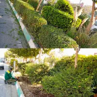 فصل بیل زنی فرم دهی گیاهان زینتی