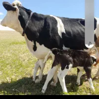 گاوشیرده دوقلوزاییده