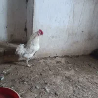 خروس گلین ا