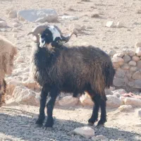 فروش قوچ بذری|حیوانات مزرعه|فسا, |دیوار