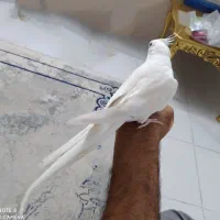 عروس هلندی