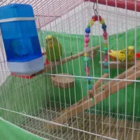 مرغ عشق سالم و سرحال|پرنده|هشتگرد, شهرک گلها|دیوار