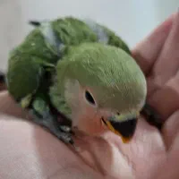 دو عدد عروس هلندی و پنج دونه طوطی برزیلی|پرنده|فردیس, فردیس|دیوار