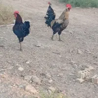 مرغ وخروس|حیوانات مزرعه|کرخه, |دیوار