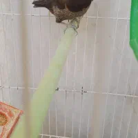 فنچ بنگالی|پرنده|جهرم, |دیوار