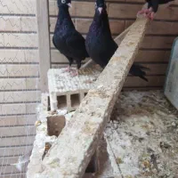 کبوترقیل و سرخ چشم و نوک سفید|پرنده|شهرضا, |دیوار