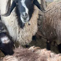 گوسفند زنده|حیوانات مزرعه|یزد, |دیوار