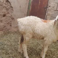 بره و بزغاله کم وزن و شیرمست جنس دار