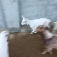 بز سانن|حیوانات مزرعه|شیروان (خراسان), |دیوار