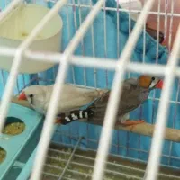 تلویزیون وفنج مولد|تلویزیون و پروژکتور|تهران, صاحب الزمان|دیوار