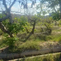 زمین-باغی-سند-دار
