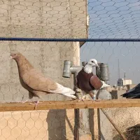 کفتر خوب|پرنده|اسلامشهر, شهرک مفیدی|دیوار