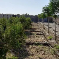 باغچه ۷۶۰ متری جاده دشت سبز|فروش خانه و ویلا|ورامین, قويينک زهری|دیوار