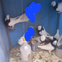 حراج طوقی بدلیل نداشتن مکان