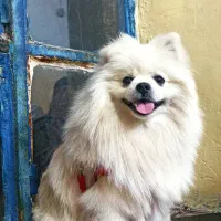 سگ پامر خرسی نر|سگ|مشهد, حرم مطهر رضوی|دیوار