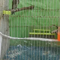 سهره|پرنده|مشهد, جاهد شهر|دیوار