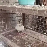 کبوتر گمشده