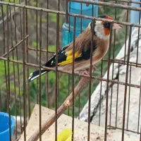 جوجه سهره نر