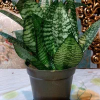 گل سانسوریای زیبا|گل و گیاه طبیعی|تبریز, |دیوار