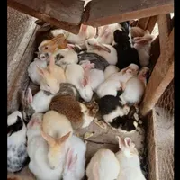 خرگوش