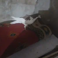 کبوتر رنگی|پرنده|اهواز, منبع اب|دیوار