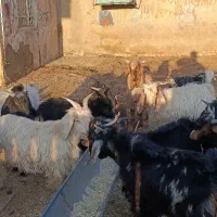 14عدد بزغاله نر داشتی|حیوانات مزرعه|بروجرد, |دیوار