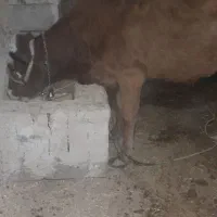 گاو وگوساله