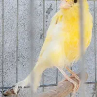 قناری ماده مست