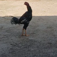 خروس لاری اصل