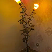 آباژور ایستاده سه شاخه