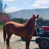 اسب بسیار زیبا قیمت توافقی