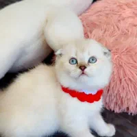 گربه های زیبا و شجره دار و تربیت شده|گربه|شیراز, ابیوردی|دیوار