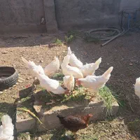 مرغ سفید