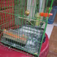 قناری|پرنده|بجنورد, |دیوار