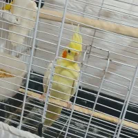 عروس هلندی نر