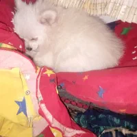 سگ پامرین خرسی ماده