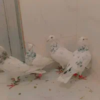 سار|حیوانات|نیشابور, فخریه|دیوار