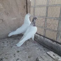 کبوتر خوب و عالی|پرنده|صباشهر, |دیوار