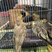 طوطی نر و ماده