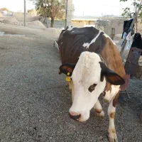 گاو سیمینتال اصل|حیوانات مزرعه|بیجار, |دیوار