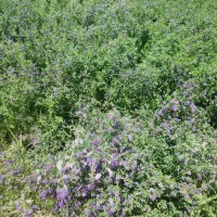 بذریونجه وگندم رقم کلکتور|خدمات باغبانی و درختکاری|بیله سوار, |دیوار