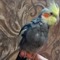 عروس هلندی نر سخنگو فول دستی