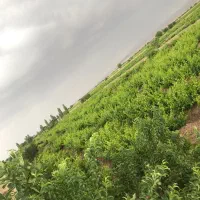 باغ انگور