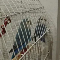 طوطی برزیلی خوش رنگ و بازیگوش