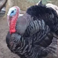 فروش بوقلمون نر و ماده