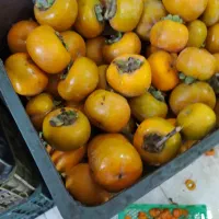 کارگر خانم جهت کار در کارگاه