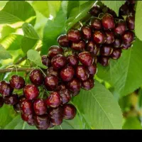 نهال  خوشه ای ،درخت بینگ  خوشه ای نهالستان در مشهد