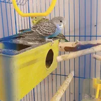 جفت مرغ عشق با دوتا جوجه